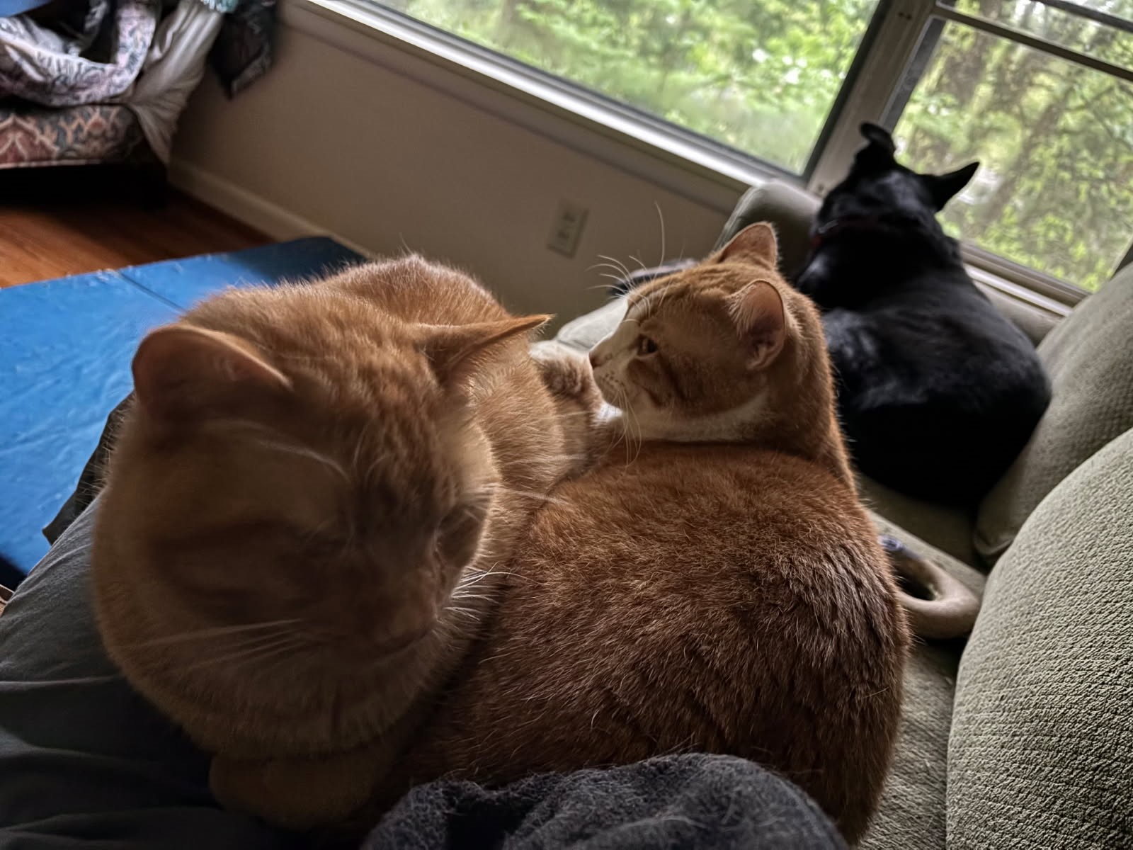 click for larger size