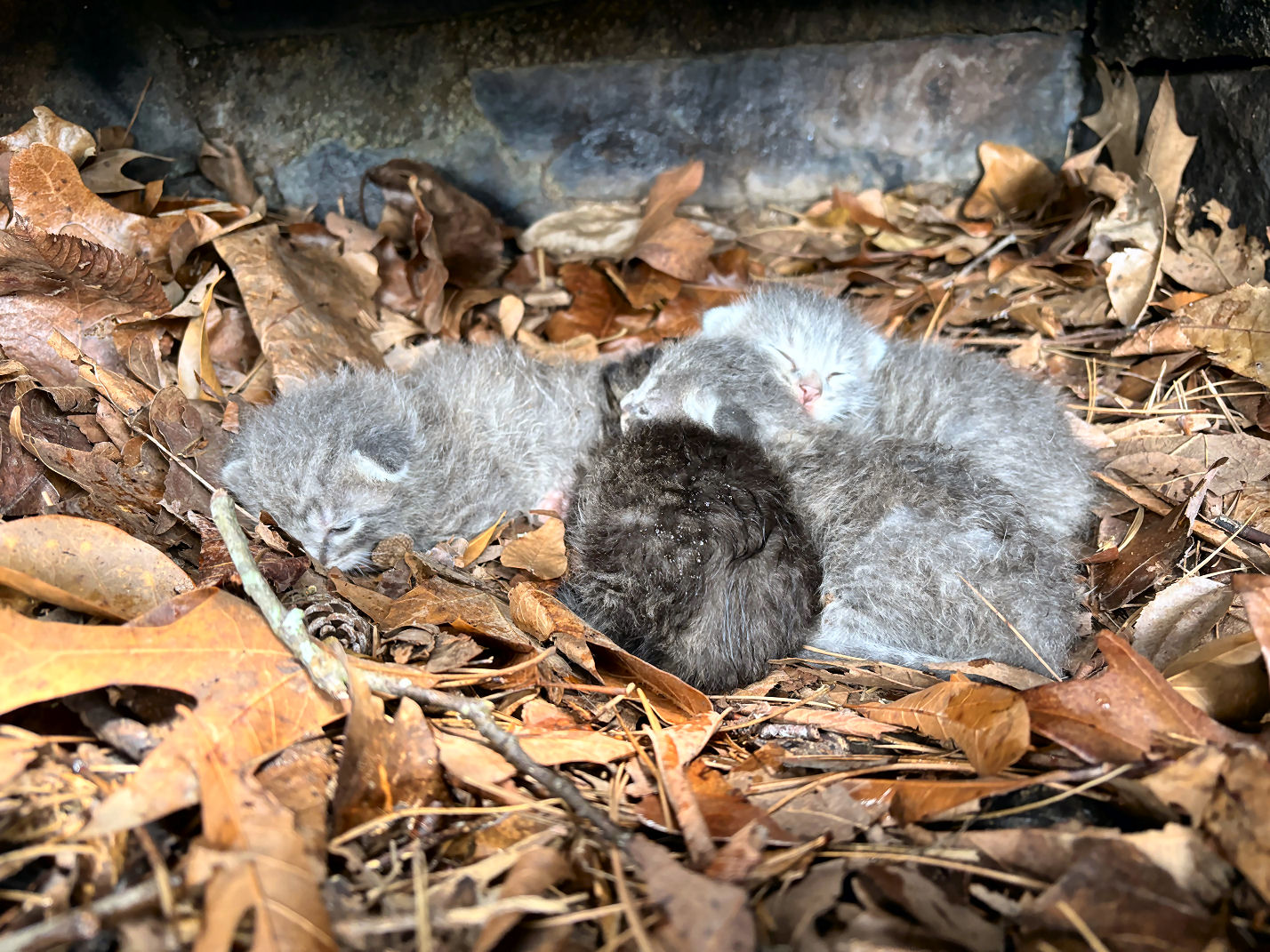 click for larger size