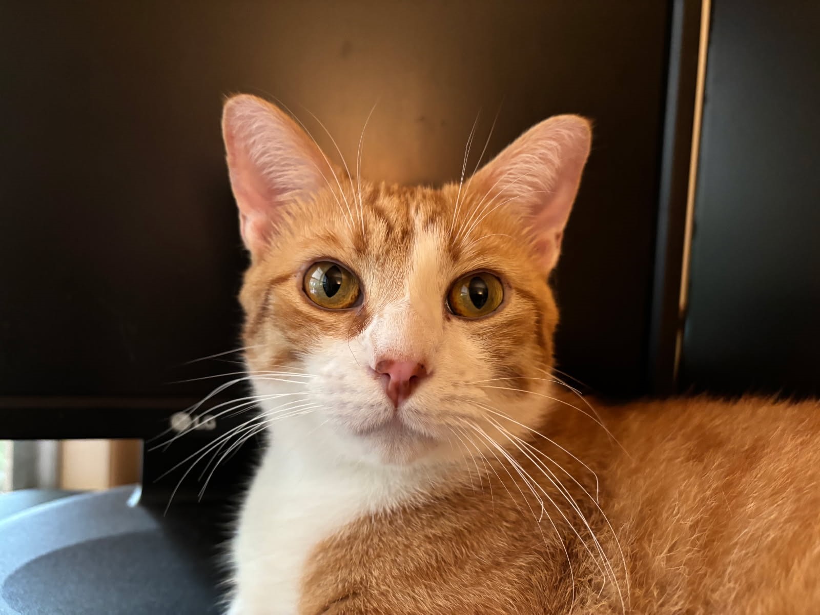 click for larger size