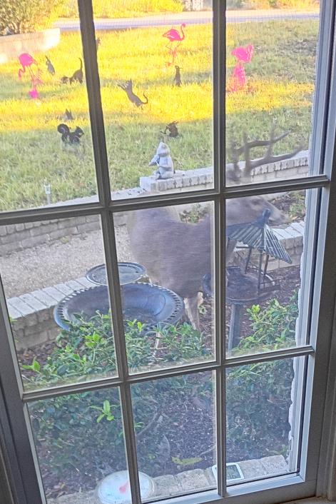 click for larger size