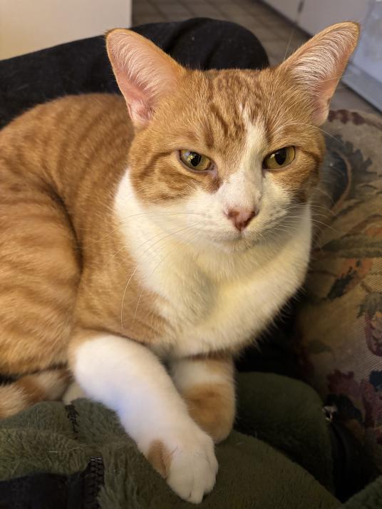 click for larger size