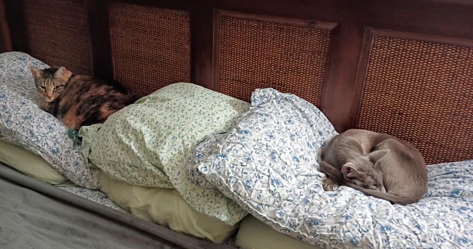 click for larger size