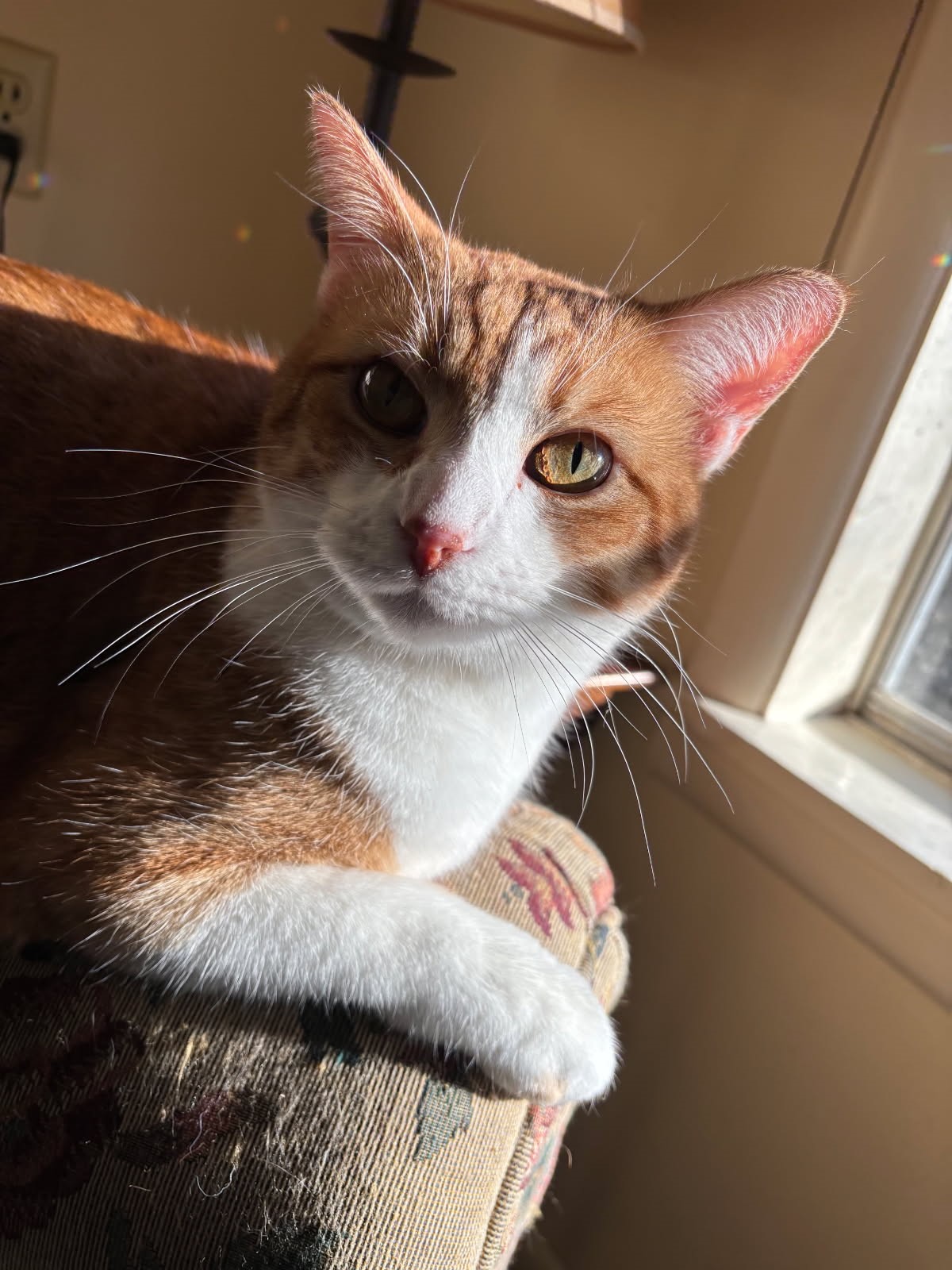 click for larger size